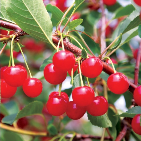 Meet your Posher, Wild_Cherries - Picture 2 of 4